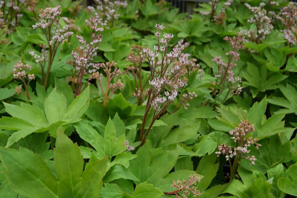 Mukdenia rossii 'Karasuba' ---